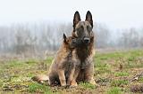 MALINOIS 876